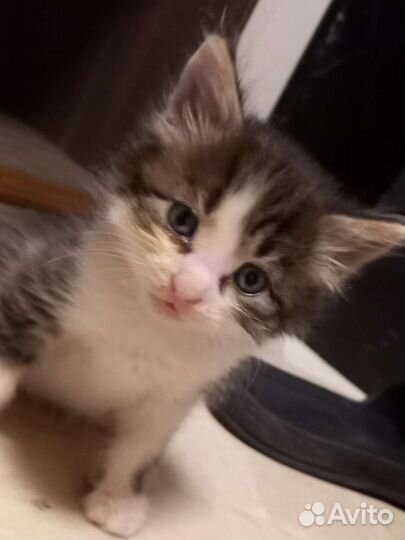 Кошки бесплатно