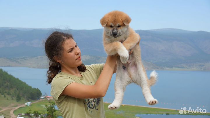 Щенки акита ину