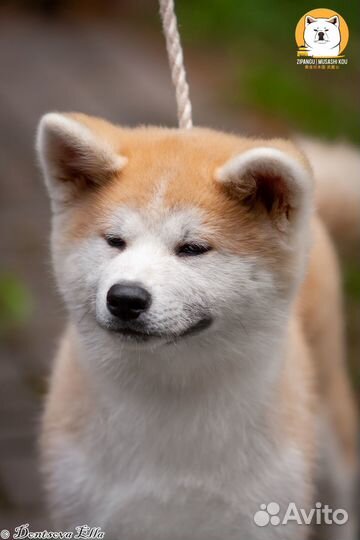 Продается девочка Акита-ину
