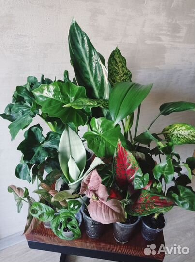 Комнатные растения