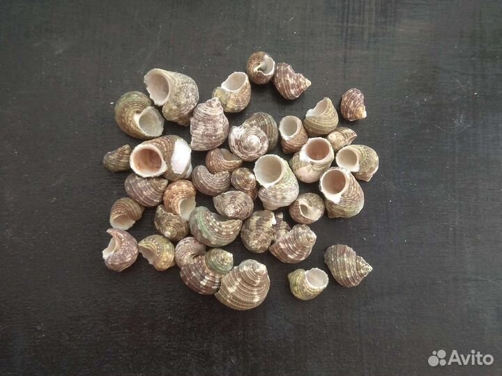 Ракушки Турбо интеркосталис Арка пеанут