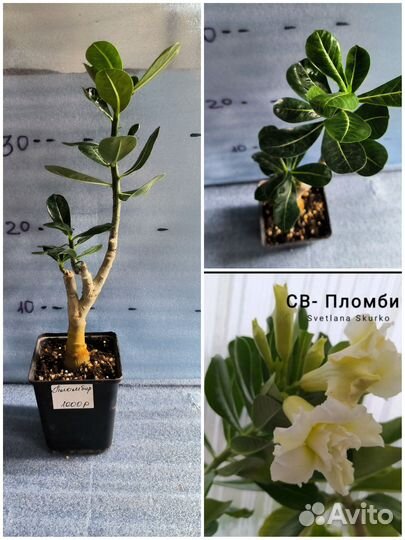 Адениум, прививки