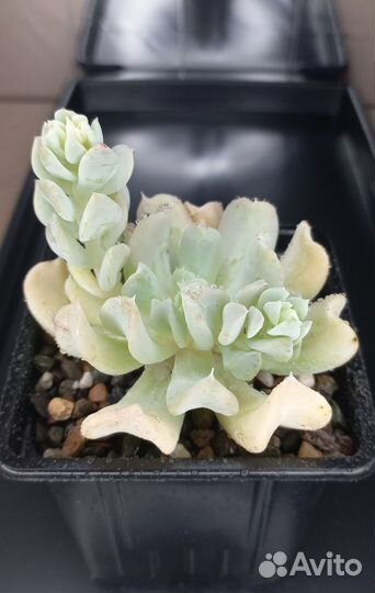 Эхеверии / Каменная роза