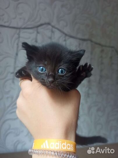 Кошки в добрые руки бесплатно