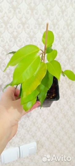 Фикус Эстер