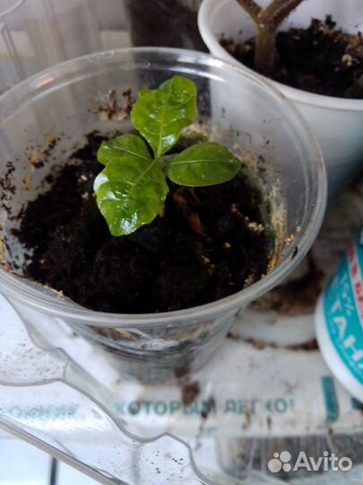 Кроссандра волнистолистная тропик жёлтая с горшк