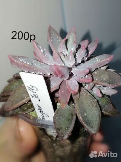 Суккуленты #1