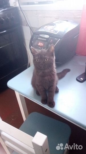 Шотланская Кошка