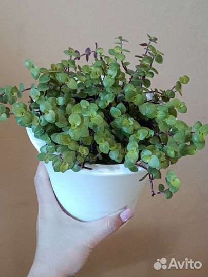 Каллизия 4 сорта