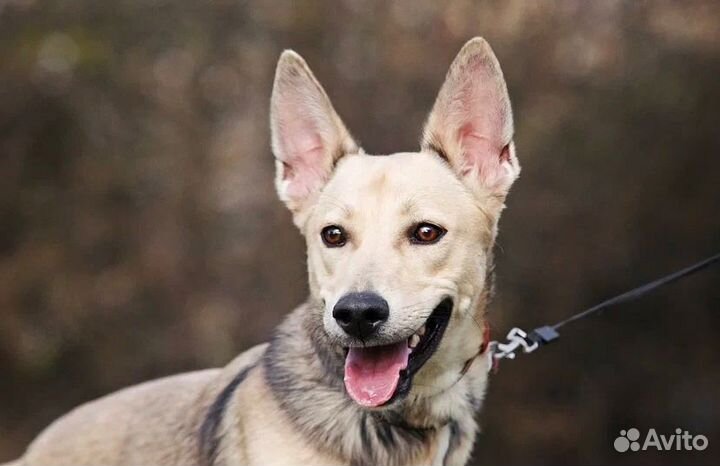 Щенок в добрые руки бесплатно