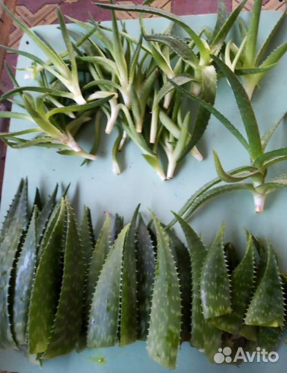 Алоэ вера лечебный