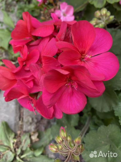 Герань пеларгония