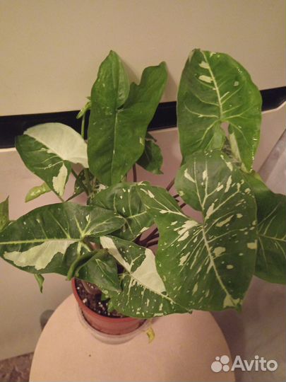 Сингониум Панда