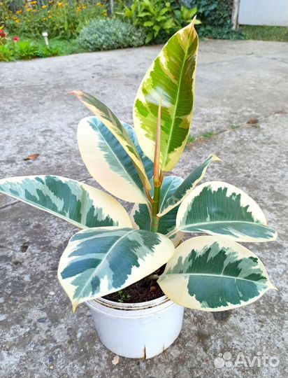 Фикус каучуконосный с пёстрыми листьями
