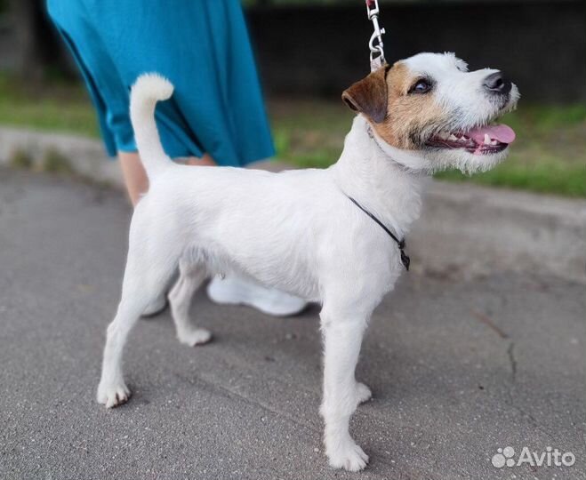 Парсон Рассел терьер Вязка