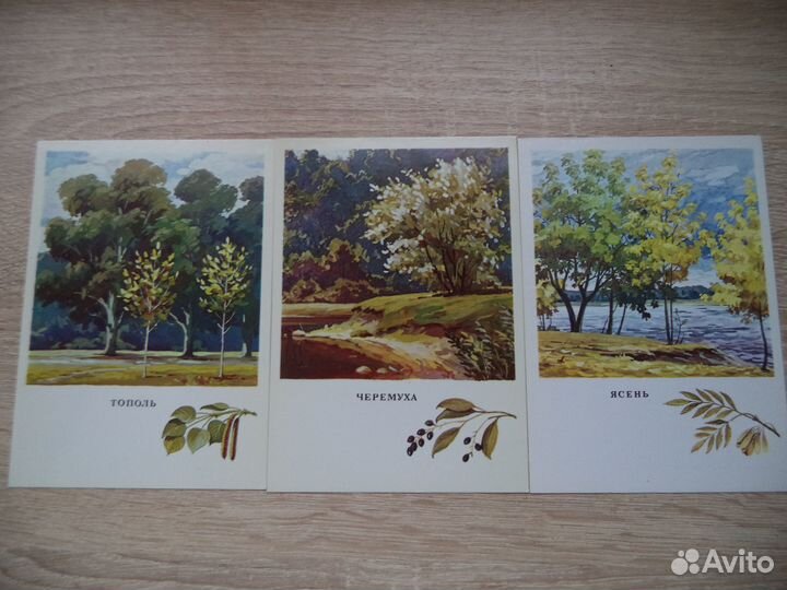 Русский лес