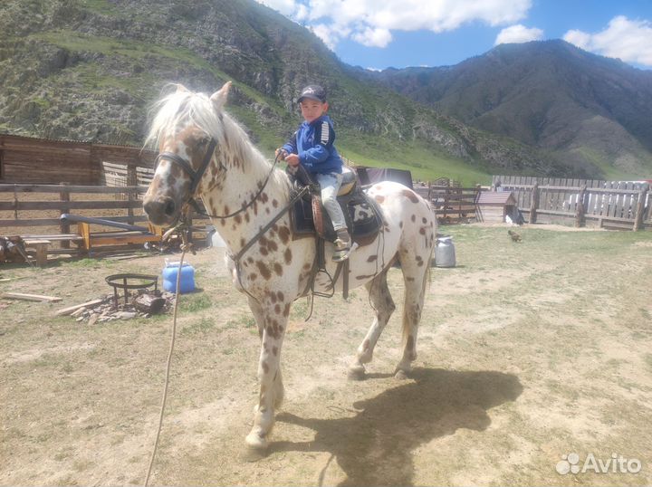 Чубарий Жеребец