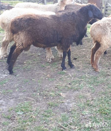 Овцы бараны