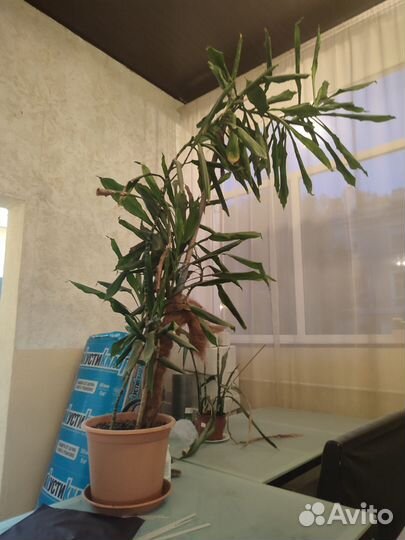 Растения пальма и кактус