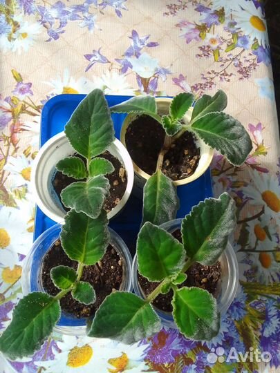 Глоксиния (черенки)