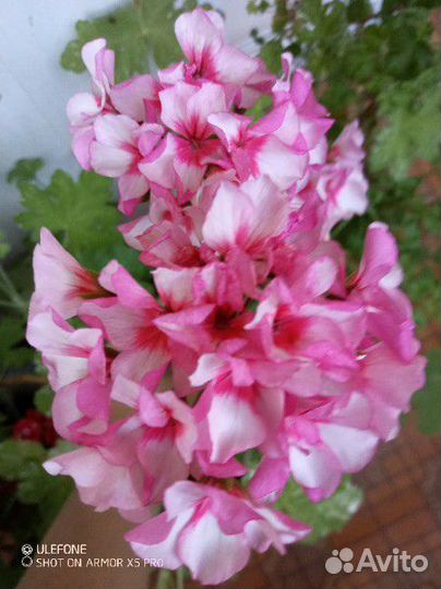 Герань пеларгония