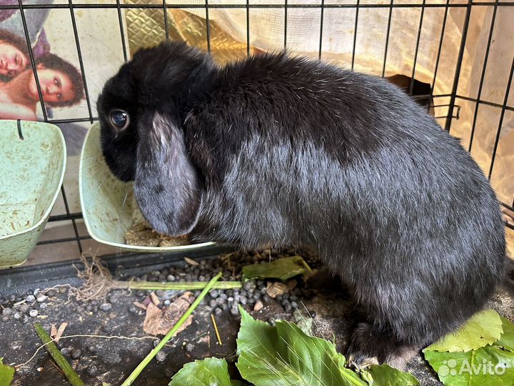 Карликовый вислоухий кролик
