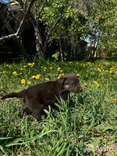 Щенок в добрые руки