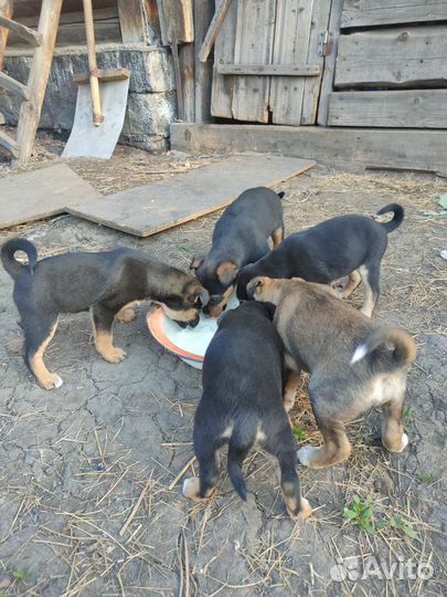 Щенки в добрые руки