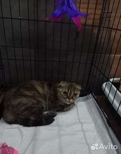 Кошка в дар бесплатно