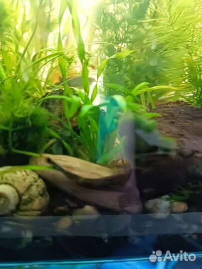 Растение в аквариумное
