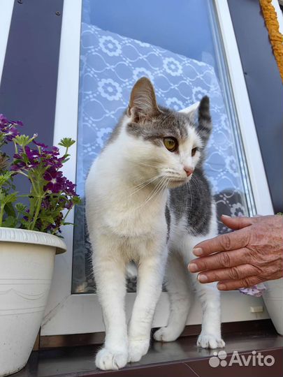 Красивый молодой котик