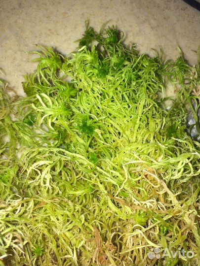 Мел кормовой, зеленый мох сфагнум для улиточек