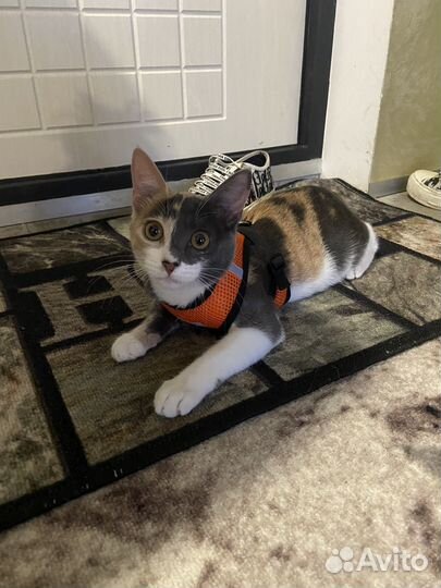 Шлейка для маленькой собаки