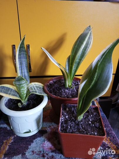 Сансивиерия сортовая, аглонемы разные