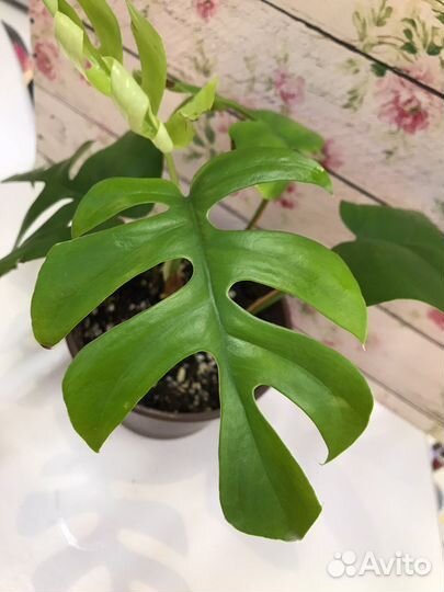 Рафидофора