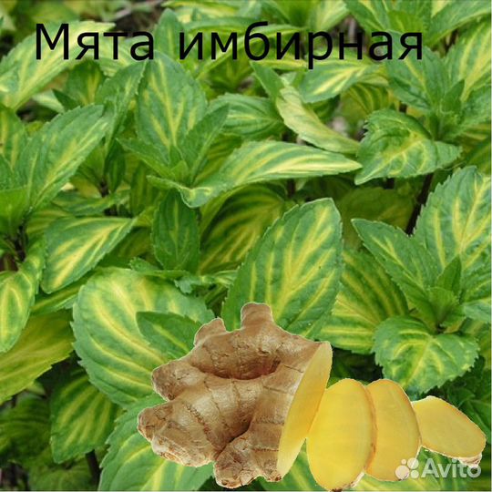 Сортовая Мята