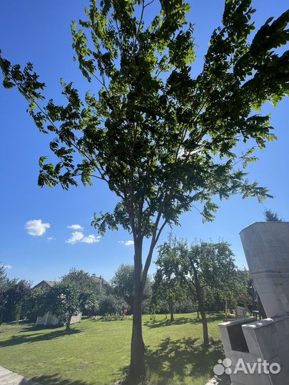 Саженцы маньчжурского ореха