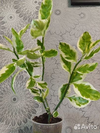 Педилантус