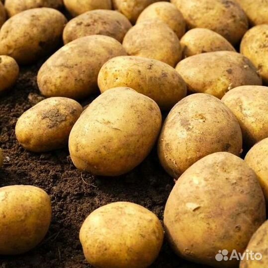 Картофель продам