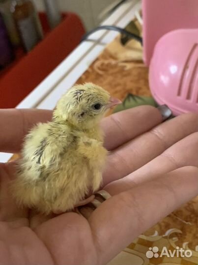 Перепелята, яйца