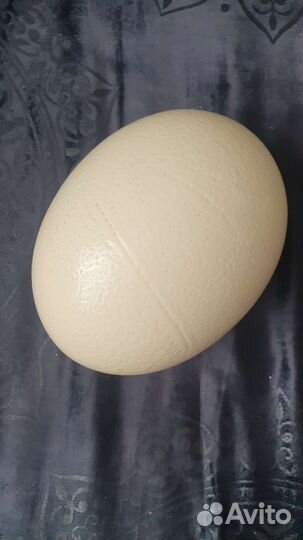 Яйцо страуса