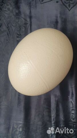Яйцо страуса
