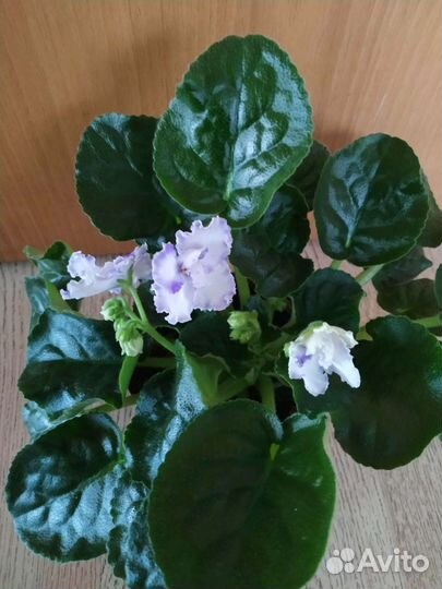 Цветущие фиалки