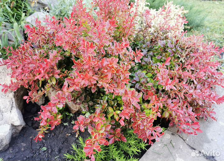 Барбарис карликовый