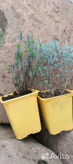 Лаванда саженцы