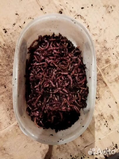 Червь для рыбалки Дендробена