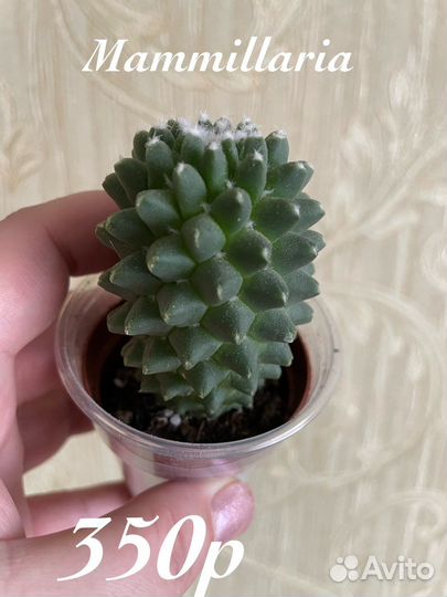 Редкие суккуленты