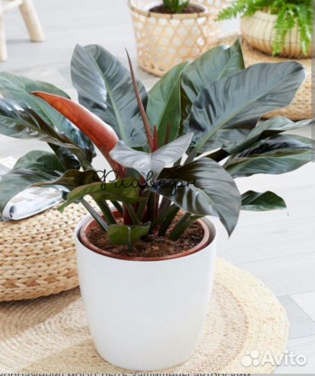 Филодендрон Империал ред