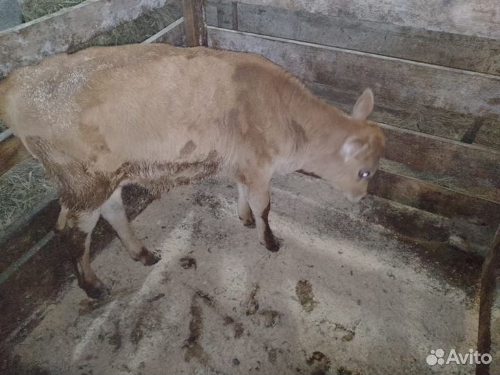 Продам бычка