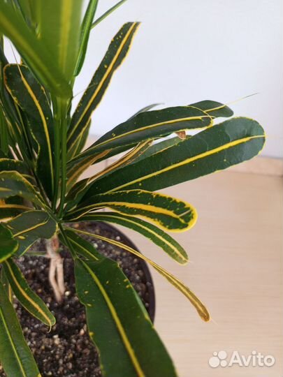 Кодиеум кротон 2 шт в горшке 4.5 л